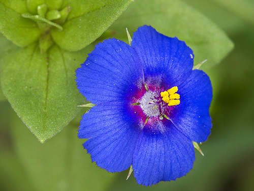 WildflowerPhotography by John Organ